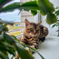 Бенгальский кот (фото #5)