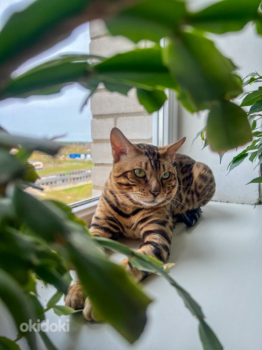 Бенгальский кот (фото #5)