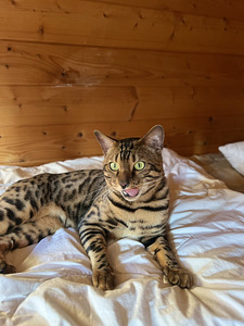 Бенгальский кот (4 фото из 10)
