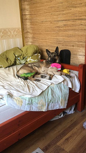 Pois. Kutsikate jaoks. Malinois Kutsikate jaoks.Malinois (1 foto / 10)