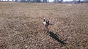 Pois. Kutsikate jaoks. Malinois Kutsikate jaoks.Malinois (4 foto / 10)