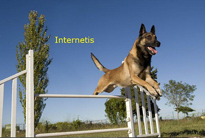 Pois. Kutsikate jaoks. Malinois Kutsikate jaoks.Malinois (9 foto / 10)