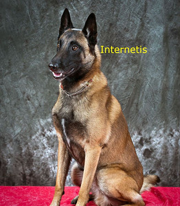 Pois. Kutsikate jaoks. Malinois Kutsikate jaoks.Malinois (10 foto / 10)