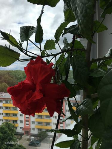 Китайская роза. Цветок для офиса или просторных помещений. (фото #6)