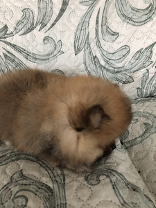 Pommeri spitsi kutsikas (6 foto / 6)