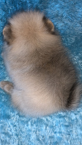 Pommeri spitsi kutsikas (7 foto / 10)