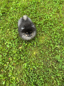 Miniatuurne pomeraniani kutsikas (1 foto / 8)
