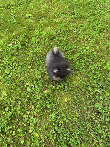 Miniatuurne pomeraniani kutsikas (2 foto / 8)