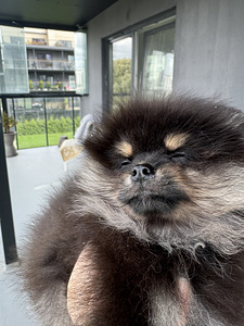 Pomeranian spitsi kutsikas (4 foto / 6)