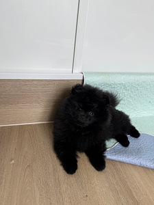 Pomeranian spitsi kutsikas (1 foto / 5)