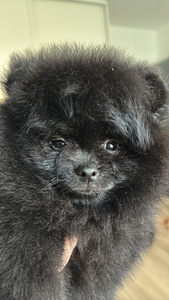 Pomeranian spitsi kutsikas (4 foto / 5)