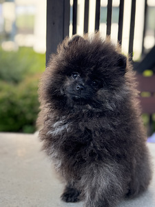 Eksklusiivne tiigrikarva pomeraniani superkutsikas (2 foto / 10)