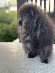 Eksklusiivne tiigrikarva pomeraniani superkutsikas (4 foto / 10)