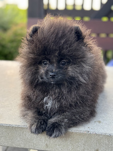 Eksklusiivne tiigrikarva pomeraniani superkutsikas (7 foto / 10)