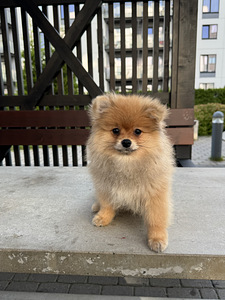 Pomeranian kutsikas (2 foto / 6)