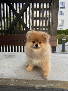 Pomeranian kutsikas (5 foto / 6)