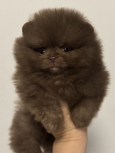 Pomeranian kutsikas (5 foto / 7)