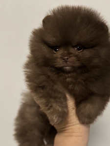 Pomeranian kutsikas (6 foto / 7)