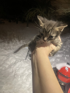 Котенок (2 фото из 5)