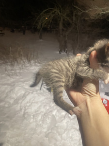 Котенок (3 фото из 5)