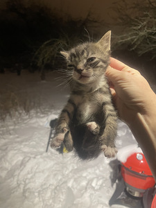 Котенок (5 фото из 5)
