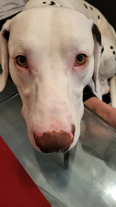 Odam dalmaatslane (2 foto / 2)
