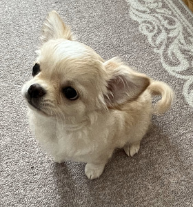 Müüa chihuahua kutsikas (1 foto / 2)