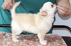 Müüa chihuahua kutsikas (2 foto / 2)