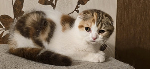 Котята шотландский породы (2 фото из 5)