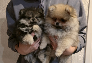 Pomeranian