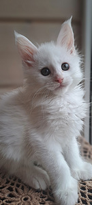 MAINE COON TOUTUNNISTUSEGA