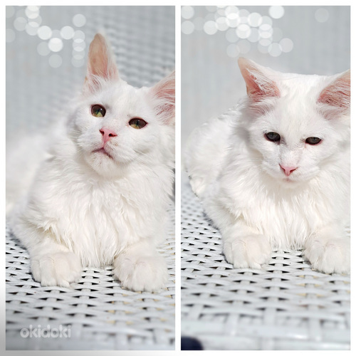 MAINE COON TOUTUNNISTUSEGA