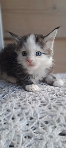 Maine coon isane (4 foto / 6)