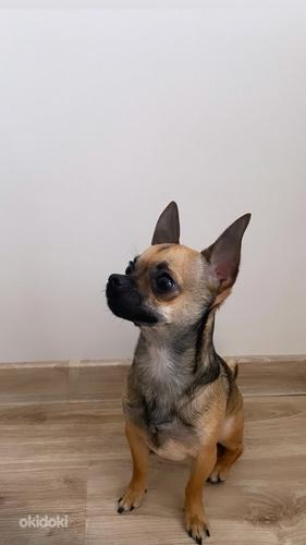 Chihuahua paaritus (foto #1)