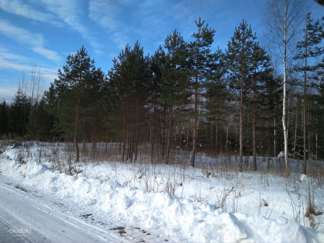 Купить Участок В Рубеже Тосненский