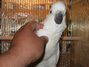 Птенцы попугаев-выкормыши