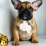 Prantsuse bulldog (foto #5)