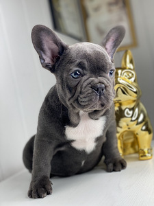 Prantsuse bulldogi (4 foto / 4)
