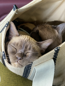 Коты Бурма (2 фото из 7)