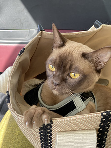 Коты Бурма (6 фото из 7)