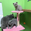 British shorthair kittens (photo #2)