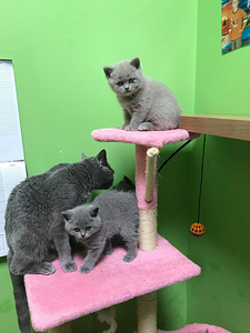 British shorthair kittens (2 photo of 3)