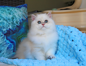 Британская кошечка