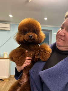 Eksklusiivne punase värvi Toy puudli tüdruk Baby Face (5 foto / 6)