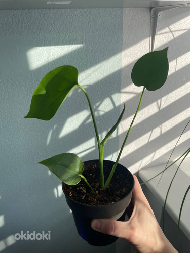 Monstera Delisiosa