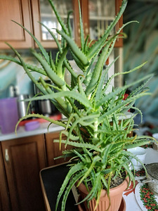 Aloe ja kaktus pottides (5 foto / 5)