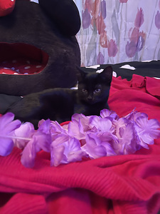 Kaunis musta tyttö kissanpentu jouluksi kotiin (1 valokuva sivusta 7)