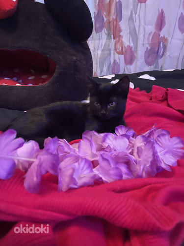 Kaunis musta tyttö kissanpentu jouluksi kotiin