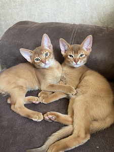 Абиссинская кошка (2 фото из 4)
