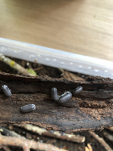 Isopods Cubaris (3 foto / 3)